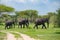 Three elephants in green bushes of Tarangire National Park