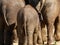 Three elephants seen from behind