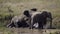 Three elephants taking a mud bath