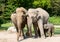 Three elephants in zoo