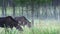 Three elk, moose, Alces alces, in the autumn mist. Autumn landscape. A female moose.