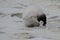 Three Emperor Penguin Chick pecking