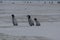 Three Emperor Penguin Chicks