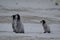 Three Emperor Penguin Chicks