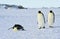 Three Emperor Penguins on the snow