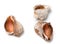 Three empty shells from rapana venosa