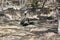 Three emus in a billabong