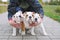 Three english bulldog puppies