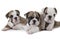 Three English Bulldog puppies