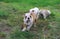 Three english bulldog puppies playing on the lawn