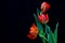 Three entwined red color tulips against dark background