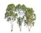 Three Eucalyptus trees, tropical tree