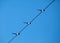 Three eurasian magpie sitting on wire cable against clear blue sky