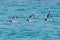 Three Eurasian oystercatchers Haematopus ostralegus or common pied oystercatcher, or palaearctic oystercatcher  in flight