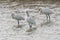 Three Eurasian Spoonbill or common spoonbill Platalea leucorodia in the lagoon, hunting for fish.