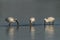 Three Eurasian Spoonbill or common spoonbill Platalea leucorodia in the lagoon, hunting for fish.