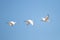 Three Eurasian spoonbill Platalea leucorodia in flight in the natural area Marismas de Odiel, Huelva, Andalusia, Spain