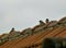 Three Eurasian tree sparrows on the rooftop