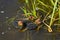 Three Eurasion coot chicks