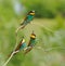 Three European bee-eater in the rays of the midday sun sitting on the branch with green background.