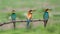 Three european bee-eaters in a row
