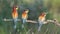 Three European bee-eaters in a row Merops apiaster, Italy