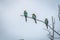 Three European bee-eaters sitting on a branch.