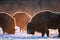 Three european bisons walking in winter field