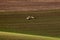 Three european roe deer, running around in circles in the fields in South Moravia.Czech Republic.