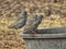 Three European Starling Birds Sitting On A Water Bucket Laughing Together