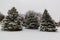 Three evergreen trees covered with snow