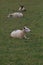 Three ewe sheep in a field in rural Wales