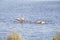 Three examples of greylag goose