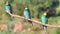 Three exotic birds sit in a row on a dry branch