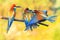 Three exotic colored birds biting on the branch