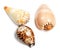 Three exotic seashells