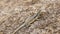 Three eyed plated lizard camouflaged on a rock in Madagascar