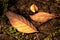 Three fallen leaves on the ground of orange, yellow color.