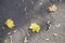 Three fallen leaves of maple on dry asphalt