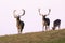 Three fallow deer approaching on horizont in autumn