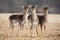 Three fallow deer hinds on a meadow looking attentively