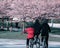 Three of families are riding bike with cherry blossoming backgrounds