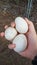 Three Farm Fresh Duck Eggs