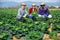 Three farmers are happy with harvested cabbage crop