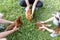 Three farmers release brown hens on green grass.