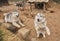 Three fawn Siberian Huskies and an Alaskan Husky puppy behind the fence of an enclosure in summer.