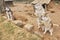 Three fawn Siberian Huskies and an Alaskan Husky puppy behind the fence of an enclosure in summer
