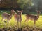 Three fawns