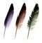 Three feathers