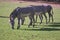 Three feeding zebras